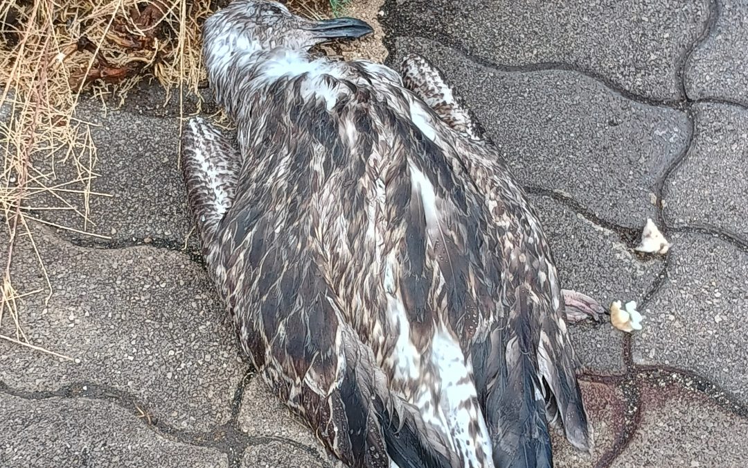 Resoconto del 7 Luglio 2025